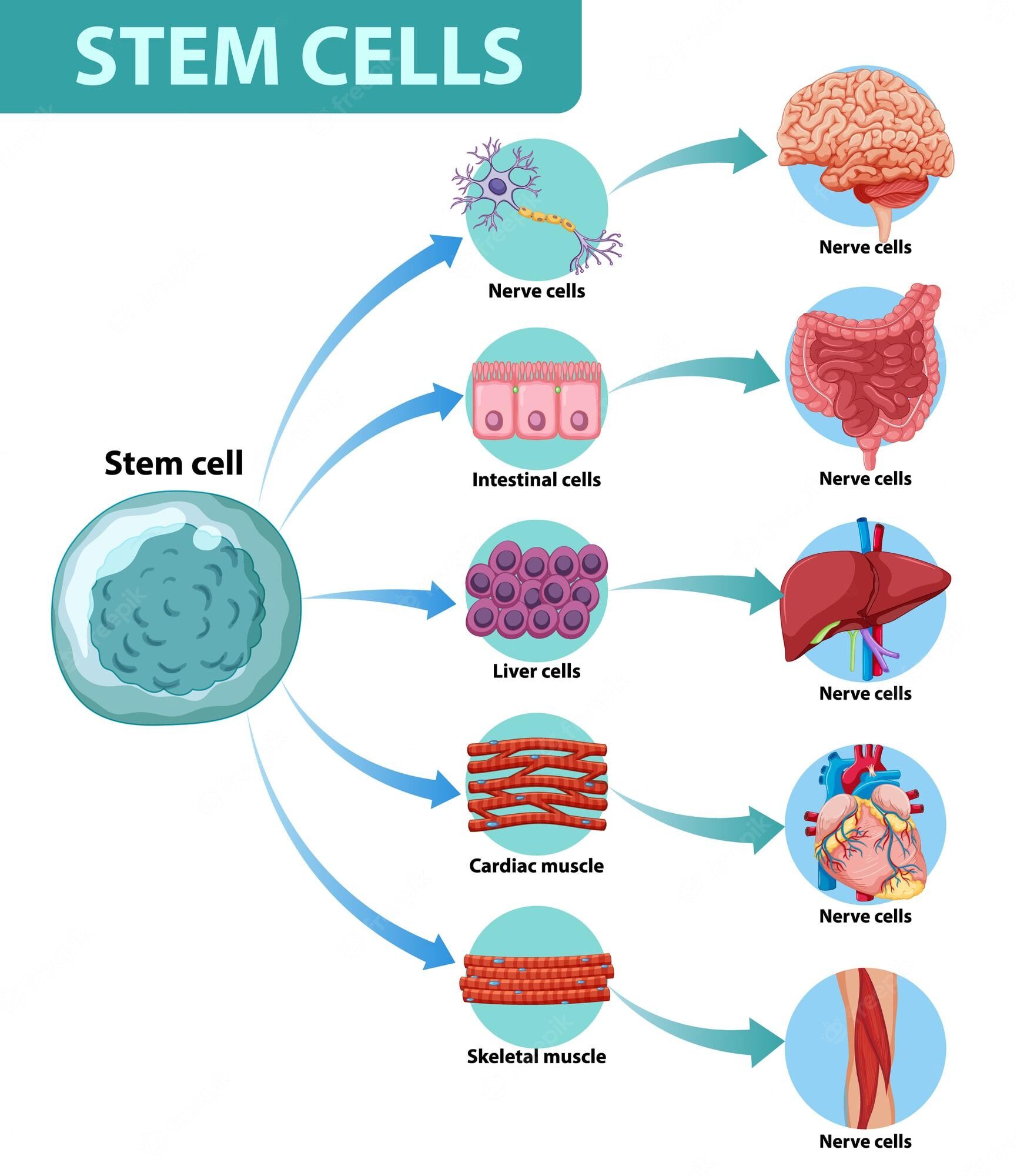information-poster-human-stem-cells_1308-53805-8420575
