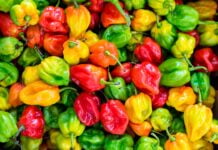 What is The Hottest Pepper in The World From Mild to Wild What is The Hottest Pepper in The World From Mild to Wild