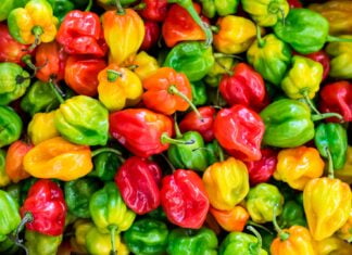 What is The Hottest Pepper in The World From Mild to Wild What is The Hottest Pepper in The World From Mild to Wild