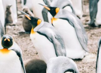 Over 11.32 lakh birds of 196 species flock to Chilika lake this winter Over 11.32 lakh birds of 196 species flock to Chilika lake this winter