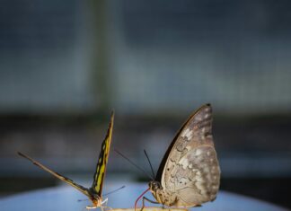 Eating insects: A sustainable solution or an overhyped idea? Eating insects: A sustainable solution or an overhyped idea?