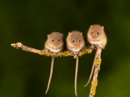 Female mice often have multiple sexual partners—for survival