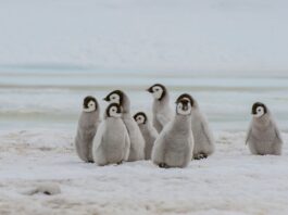A huge iceberg becomes a deadly trap for penguins