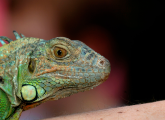 Don’t pick up frozen iguanas Don’t pick up frozen iguanas