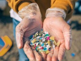 Crabii violoniști din Columbia pot degrada microplasticele din sedimente în câteva zile