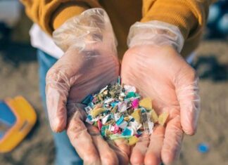 Crabii violoniști din Columbia pot degrada microplasticele din sedimente în câteva zile Crabii violoniști din Columbia pot degrada microplasticele din sedimente în câteva zile