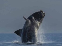 Balena nord-atlantică a dezvoltat testicule de o tonă pentru a câștiga competiția pentru reproducere