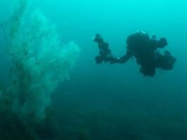 Un corail negru de 400 de ani, înalt cât o clădire, a fost descoperit în fjordurile Noii Zeelande