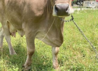Watch Veronika the brown cow pick up a rake to scratch herself—a scientific first Watch Veronika the brown cow pick up a rake to scratch herself—a scientific first