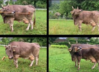 Why a tool-using cow could change how we see farm animals Why a tool-using cow could change how we see farm animals