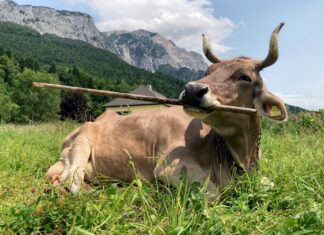 First-ever flexible tool use seen in a cow suggests livestock are smarter than believed First-ever flexible tool use seen in a cow suggests livestock are smarter than believed