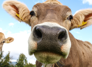 The “Far Side” Had It All Wrong—Cows Really Can Use Sophisticated Tools The “Far Side” Had It All Wrong—Cows Really Can Use Sophisticated Tools