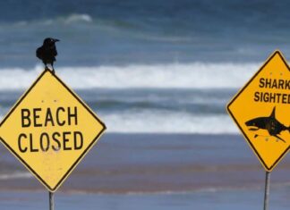 NSW shark attacks: How can you swim safely and avoid a shark bite? NSW shark attacks: How can you swim safely and avoid a shark bite?