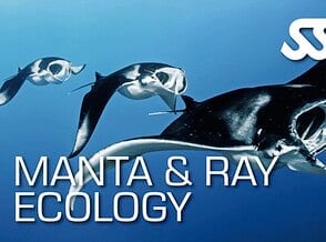 Manta & Ray Ecology Diver Is One of SSI’s Specialty Programs Manta & Ray Ecology Diver Is One of SSI’s Specialty Programs
