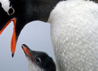 Pingviner hotas av de höjda temperaturerna Pingviner hotas av de höjda temperaturerna