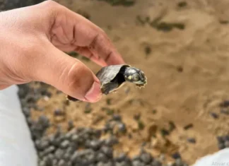 Cheia do rio Guaporé causa morte de filhotes de tartarugas Cheia do rio Guaporé causa morte de filhotes de tartarugas