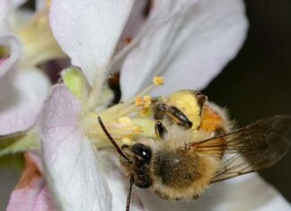 Florile răspândesc virusuri printre albinele sălbatice Florile răspândesc virusuri printre albinele sălbatice