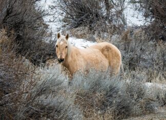 This Canadian ‘desert’ is British Columbia’s secret winter oasis This Canadian ‘desert’ is British Columbia’s secret winter oasis