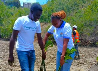 From Muddy Roots to Digital Boots: How MangroveCoin is Tokenizing Kenya’s Coastline Restoration Efforts From Muddy Roots to Digital Boots: How MangroveCoin is Tokenizing Kenya’s Coastline Restoration Efforts