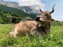 ‘Veronika’ Is the First Cow Known to Use a Tool