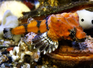 This Fish Really Does Need a Hole in Its Head This Fish Really Does Need a Hole in Its Head