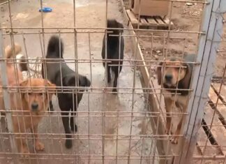 Preko 300 pasa u podgoričkom azilu, stanje na ulicama alarmantno Preko 300 pasa u podgoričkom azilu, stanje na ulicama alarmantno