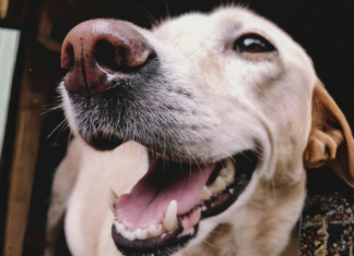 Safely using turmeric Safely using turmeric