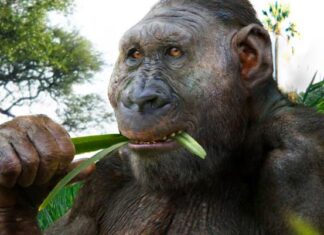 2.6-Million-Year-Old Fossil from Ethiopia Shows Paranthropus Hominins Were Widespread 2.6-Million-Year-Old Fossil from Ethiopia Shows Paranthropus Hominins Were Widespread