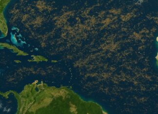 « Ce sont les prémices d’un changement de régime » : derrière la migration des sargasses, un signal majeur « Ce sont les prémices d’un changement de régime » : derrière la migration des sargasses, un signal majeur