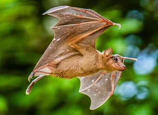 How Animals Build a Sense of Direction How Animals Build a Sense of Direction