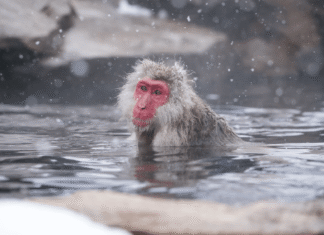 Japanese snow monkeys get more than just relief from hot springs Japanese snow monkeys get more than just relief from hot springs