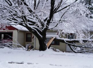 Do trees really explode in extreme cold? Do trees really explode in extreme cold?