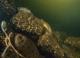 What scientists learned from a mysterious surge of Canadian turtle deaths What scientists learned from a mysterious surge of Canadian turtle deaths