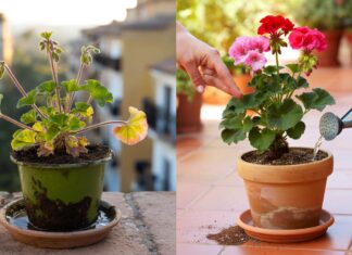 El mayor error con tus geranios es dejar la tierra encharcada»: asà lo evitas en 2026 en casa El mayor error con tus geranios es dejar la tierra encharcada»: asà lo evitas en 2026 en casa