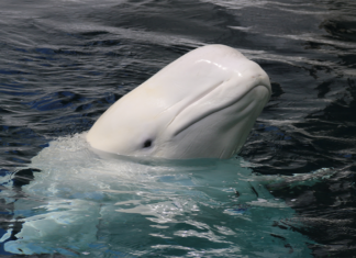 The Promiscuous Lives of Beluga Whales The Promiscuous Lives of Beluga Whales