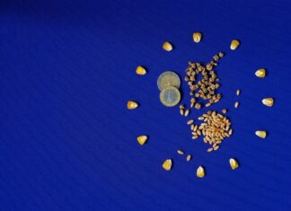 Parliament refers EU-Mercosur to Court of Justice Parliament refers EU-Mercosur to Court of Justice