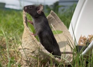 Lab mice that ‘touch grass’ are less anxious — and that highlights a big problem in rodent research Lab mice that ‘touch grass’ are less anxious — and that highlights a big problem in rodent research