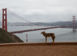 Coyote scrambles onto Alcatraz Island after perilous, never-before-seen swim Coyote scrambles onto Alcatraz Island after perilous, never-before-seen swim