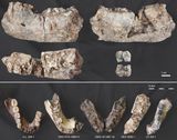 A 2.6-Million-Year-Old Jaw Uncovers a Missing Hominin From the Afar Region A 2.6-Million-Year-Old Jaw Uncovers a Missing Hominin From the Afar Region
