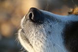 Dogs Can Smell a Deadly Canine Cancer, Offering a New Path to Earlier Detection Dogs Can Smell a Deadly Canine Cancer, Offering a New Path to Earlier Detection