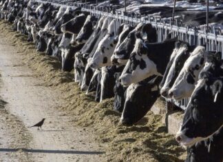 Saskatchewan beef producers call restored exports to China ‘great news’ Saskatchewan beef producers call restored exports to China ‘great news’