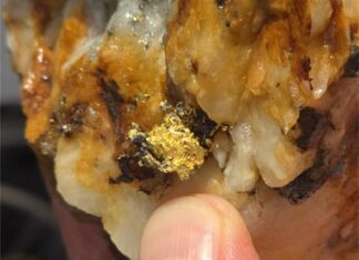 Goliath Resources Fast Tracks 100% Ownership Of The Golddigger Property Hosting The High-Grade Surebet Gold Discovery And Reduces The NSR from 3% to 2%, Golden Triangle, B.C. Goliath Resources Fast Tracks 100% Ownership Of The Golddigger Property Hosting The High-Grade Surebet Gold Discovery And Reduces The NSR from 3% to 2%, Golden Triangle, B.C.