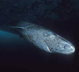 Blind geachte haaiensoort die 400 jaar oud kan worden blijkt toch te kunnen zien Blind geachte haaiensoort die 400 jaar oud kan worden blijkt toch te kunnen zien