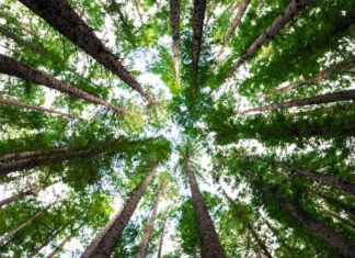 The “Trees Exploding” Incident Goes Viral in Minnesota, Here’s the Expert’s Explanation The “Trees Exploding” Incident Goes Viral in Minnesota, Here’s the Expert’s Explanation