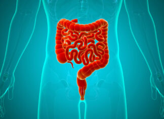 Tarmen kan skydda hjärnan vid stress Tarmen kan skydda hjärnan vid stress