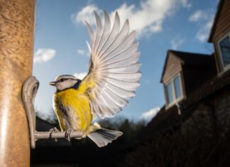 How to set up a bird feeder to attract your favorite species How to set up a bird feeder to attract your favorite species