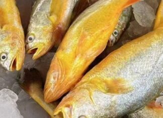 12 loại cá bổ ngang nhân sâm tổ yến, ngọt thịt, ít xương dăm, chợ Việt bán từ 40.000 đồng/kg 12 loại cá bổ ngang nhân sâm tổ yến, ngọt thịt, ít xương dăm, chợ Việt bán từ 40.000 đồng/kg