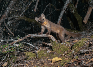 Adorable ferret-sized martens are rebounding in California Adorable ferret-sized martens are rebounding in California
