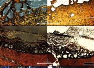 Tyrannosaurus rex a crescut până la 40 de ani, nu 25 cum se credea Tyrannosaurus rex a crescut până la 40 de ani, nu 25 cum se credea