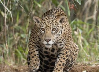 Jaguarii pot mieuna ca pisicile domestice Jaguarii pot mieuna ca pisicile domestice